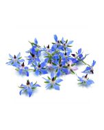 UNS Borage Flowers