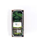 UNS Chocolate Mint