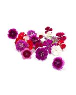 UNS Dianthus