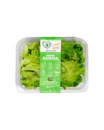 UNS Green Batavia Lettuce