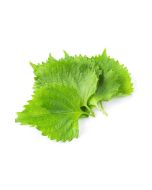 UNS Green Sisho Leaves