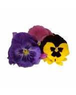 UNS Pansy Flowers