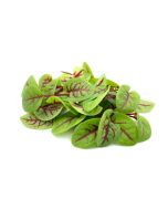 Red Veined Sorrel Baby Leaves