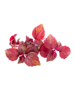 UNS Red Sisho Leaves