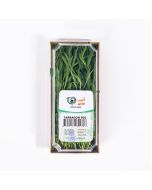 UNS Tarragon