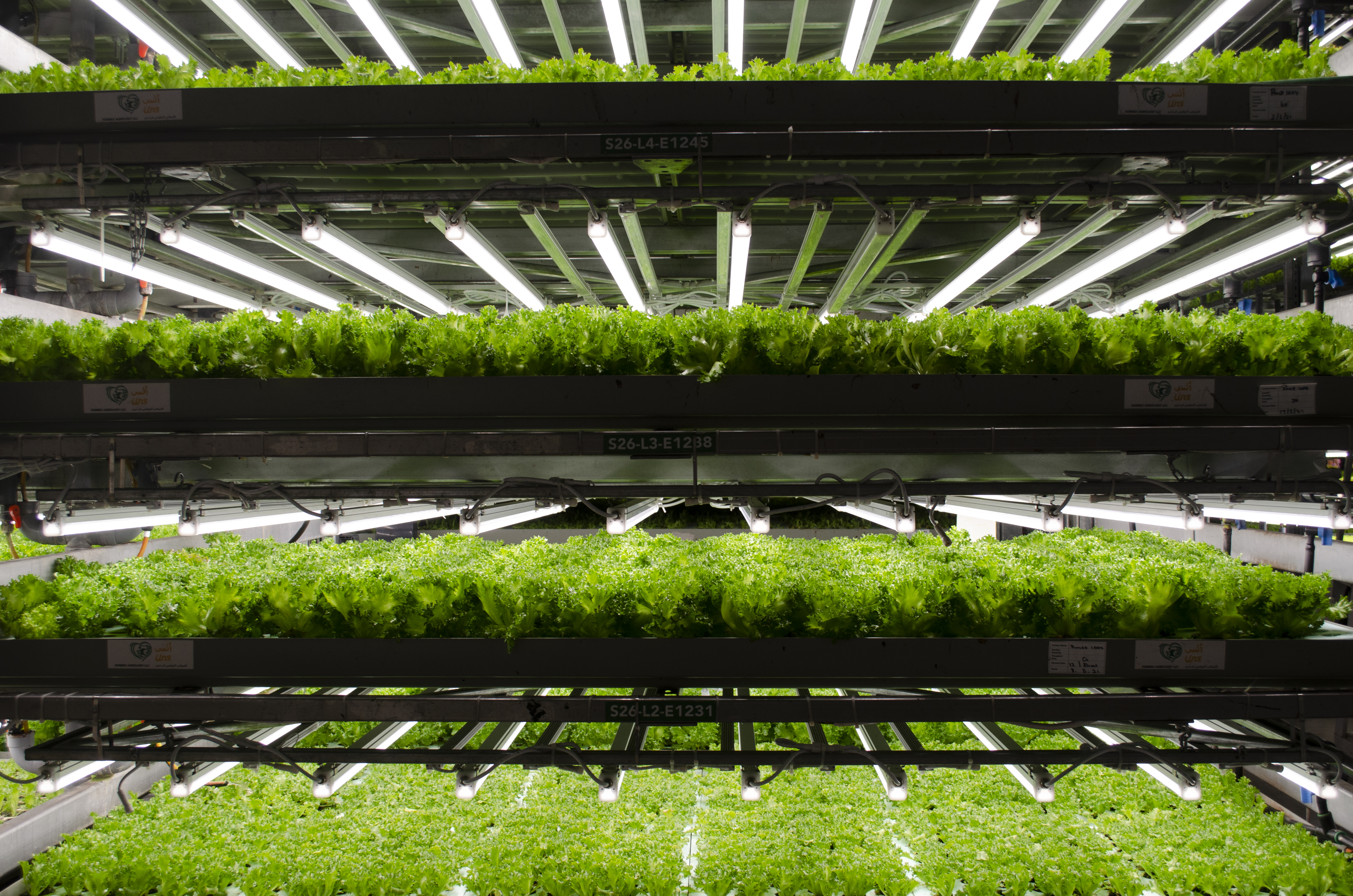 Revolutionizing Agriculture in UAE:                                                          The Advantages of Vertical Farming