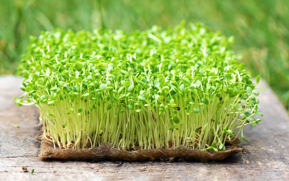 Miniature greens, maximum nutrition!- Kickstart your health with microgreens
