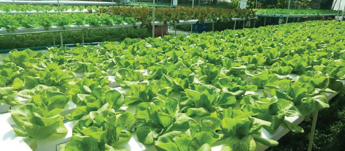 VERTICAL FARMING IN UAE