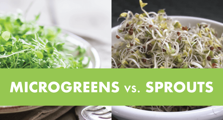 micrpgeendsvssprouts