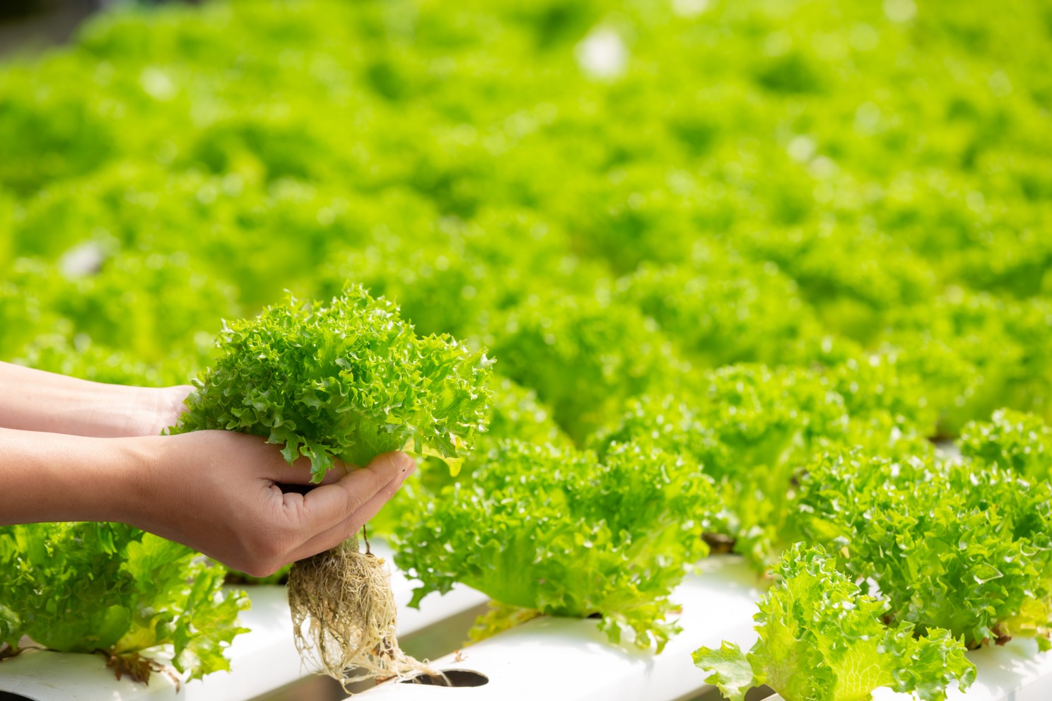 Vertical farming UAE